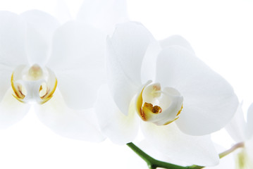 Naklejka na ściany i meble Branch of beautiful fresh orchid isolated on white background