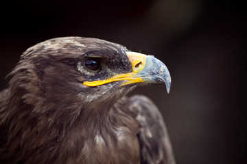 aigle rapace bec oiseau plume regard perçant crochu