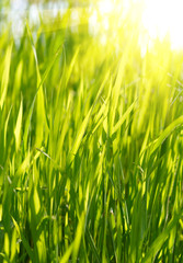 Green grass sunset