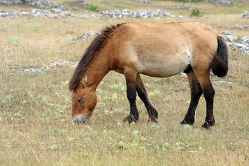 cheval de przewalski-Equus przewalskii
