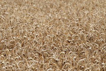 field with cereal detail