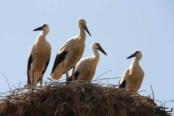 Storks