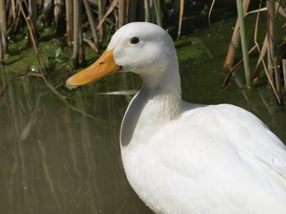 Pato