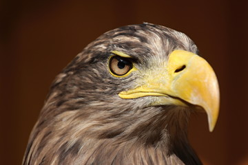 Profile of a sea eagle (Haliaeetus albicilla)