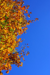 Tree in fall autumn