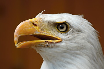 Profile of a bald eagle (Haliaeetus albicilla)