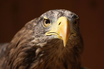 Profile of a sea eagle (Haliaeetus albicilla)