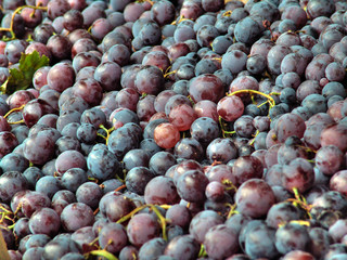 Fruit Stalls nb.11