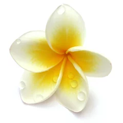 Crédence de cuisine en verre imprimé Frangipanier fleur de frangipanier