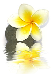 composition zen : fleur de frangipanier sur galet de basalte