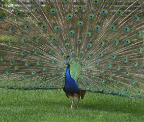 Obraz premium Prachtvoller radschlagender Pfau