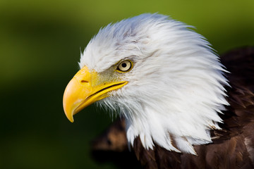 Eagle