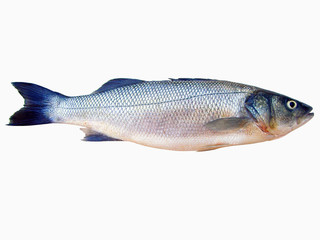 Sea Bass