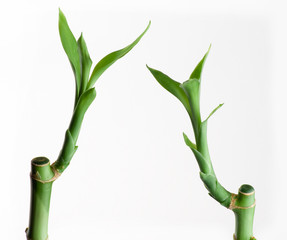 bambus - 16140999