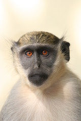 affe7643vervetmonkey@oliverseidel