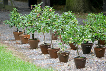 kleine Apfelbäume im Garten - 16141362