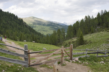 Fototapeta na wymiar płot bydło w Południowym Tyrolu