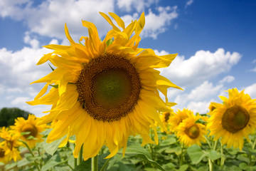 field of sunflowers
