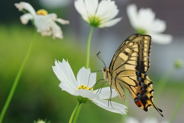 コスモスの花とアゲハチョウ