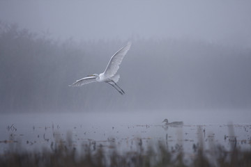 Great white egret Egreta alba in flight on a foggy morning