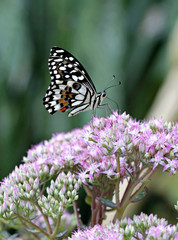 Farfalla Papilio Demodocus su un fiore 2