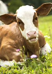 Portrait of a beautiful heifer (young cow) on the grass.