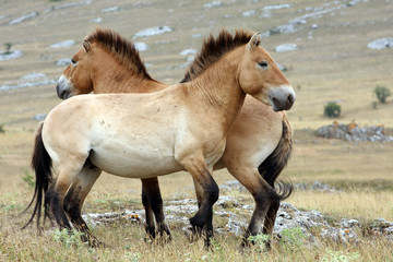 Fototapeta premium cheval de przewalski-Equus przewalskii