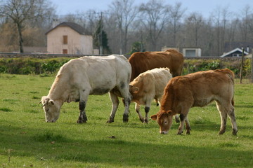 Obraz premium vache