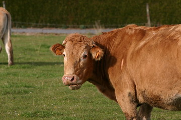 vache