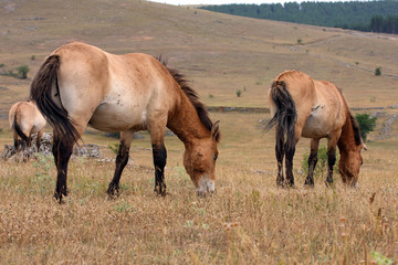 cheval de przewalski-Equus przewalskii