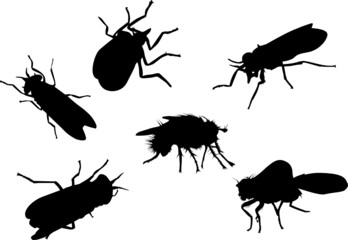 six black flies