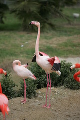 flament rose