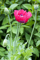 Klatschmohn