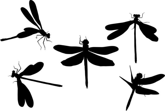five black dragonflies