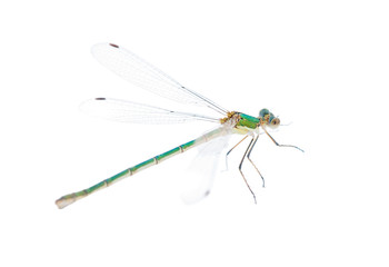 bright green dragonfly