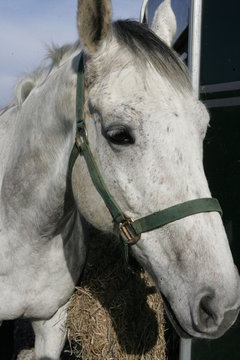 cheval