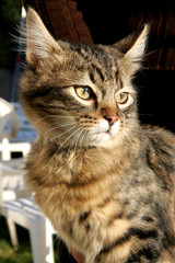 Naklejka premium chat