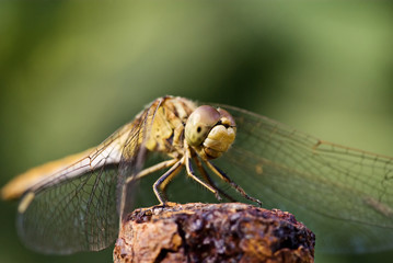 Libelle
