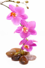 wellness,orchidee