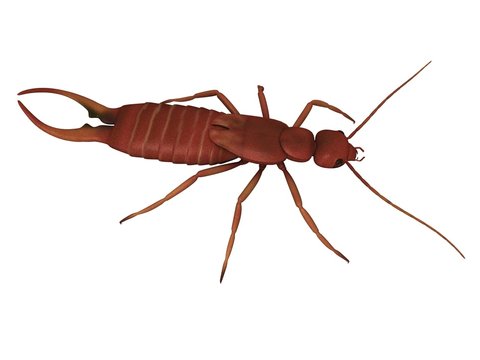 Earwig