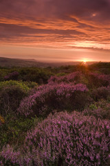 Fototapeta na wymiar Piękny krajobraz o zachodzie słońca z kolorowych wrzosów