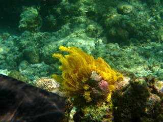 Coralli alle maldive