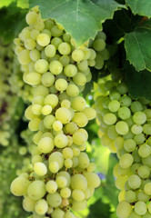 Close up view of hanging grapes