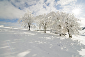Winter_2009_03