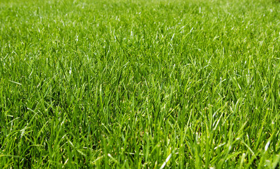 Green texture of grass is in a garden
