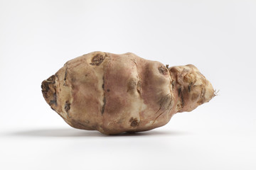 One Topinambur Helianthus tuberosus