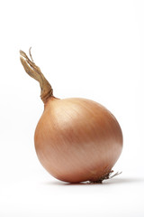 One whole brown onion on white background