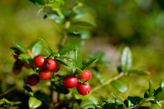 Preiselbeeren
