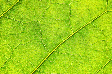 green leaf background