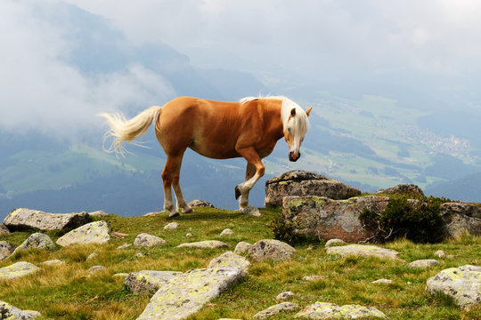 Montagna, Dolomiti, Alpi, Italia, Cavallo